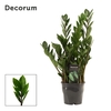 Zamioculcas Lima 12 cm Decorum 40 cm, 5+ veren (Decorum)