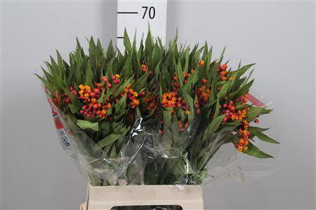 <h4>Ascl C Serenade</h4>