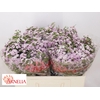 Chamelaucium Un Dancing Queen 50cm 25gr