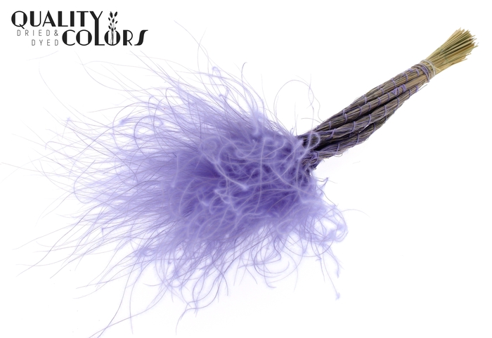 <h4>Stypha Penata 10 tufts per bunch Milka</h4>