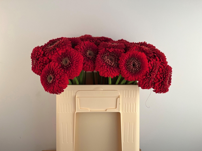 <h4>GE MB POM FLOYD</h4>