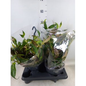 Aeschynanthus marmoratus
