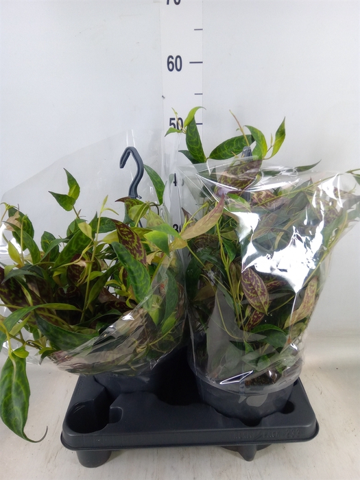 <h4>Aeschynanthus marmoratus</h4>