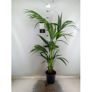 Howea forsteriana