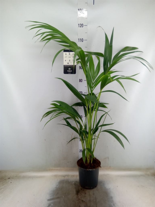<h4>Howea forsteriana</h4>