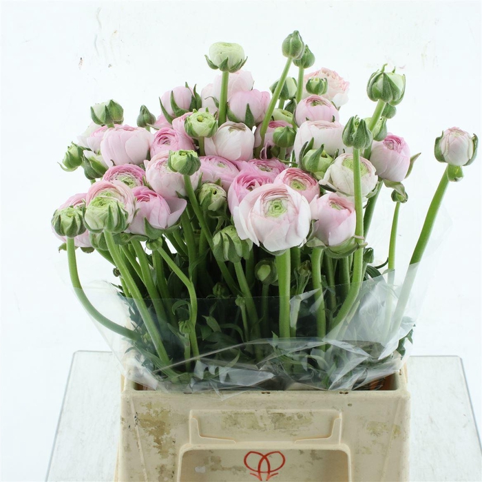 <h4>Ran El Pink N L</h4>