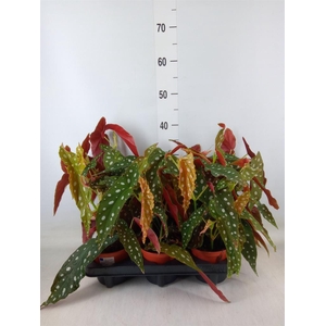Begonia maculata