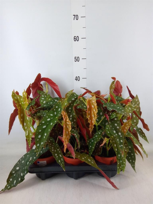 <h4>Begonia maculata</h4>