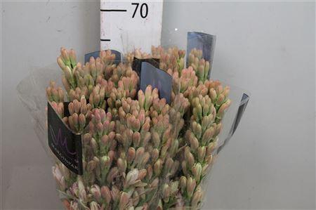 <h4>Poliant Elle Pink</h4>