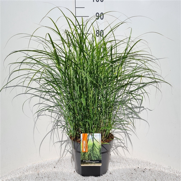 <h4>Miscanthus Sin. Strictus Dwarf P26</h4>