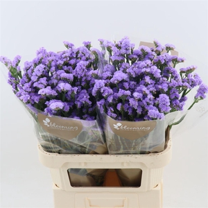 Statice Sky Wings | Heavy Quality