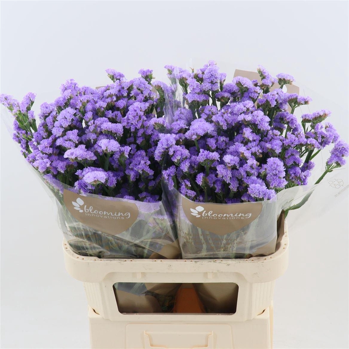 <h4>Statice Sky Wings | Heavy Quality</h4>