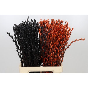 SALIX OV KLB H%