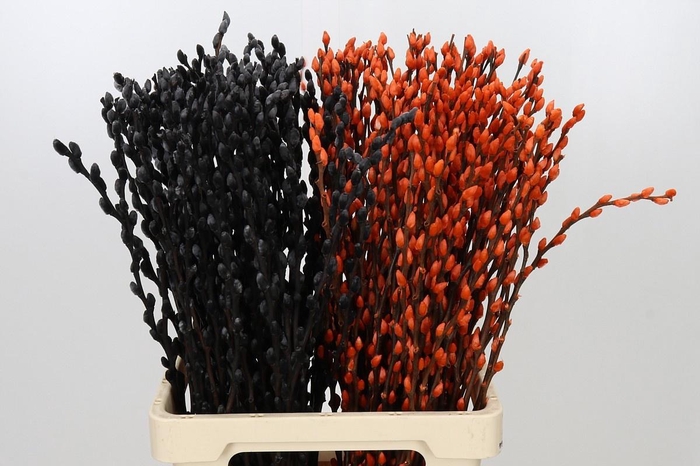<h4>SALIX OV KLB H%</h4>