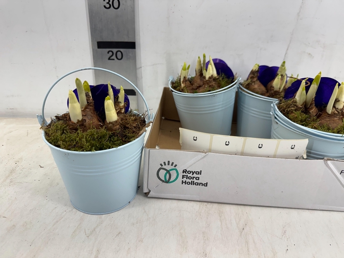 <h4>ARR BOL KNOLGEWAS</h4>