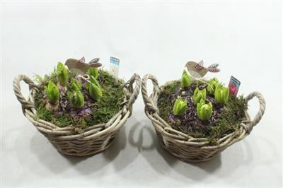 <h4>1202 ROTAN DIVERSE</h4>