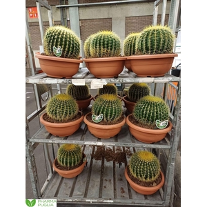 Echinocactus grusonii