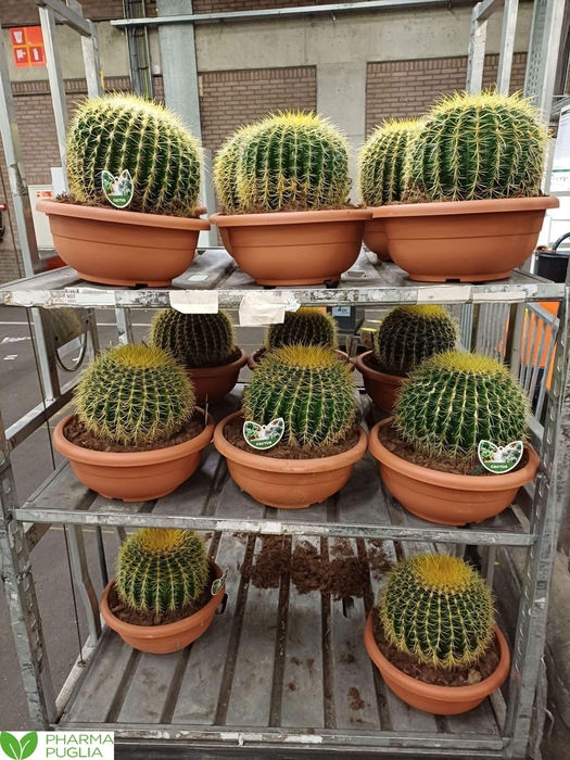 <h4>Echinocactus grusonii</h4>
