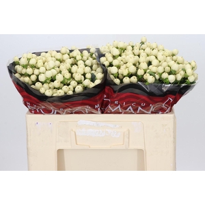 Hypericum Cool Romance