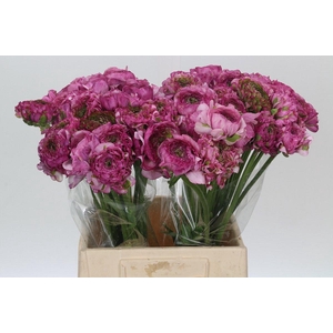 Ranunculus Pon Pon Malva