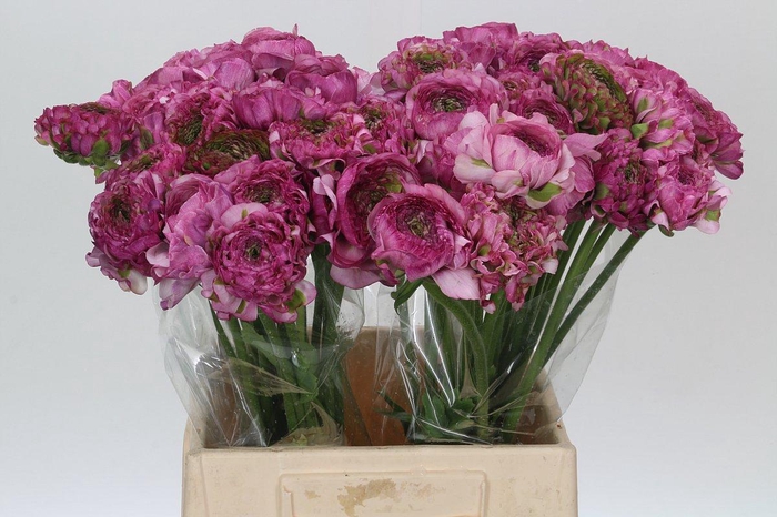 Ranunculus Pon Pon Malva