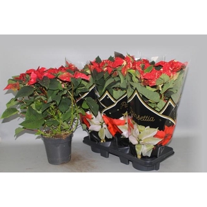 EUPHOR P CHR F GLITT