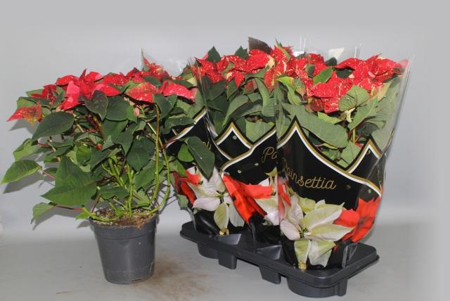 <h4>EUPHOR P CHR F GLITT</h4>