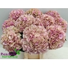 Hydrangea my beautiful vienna classic