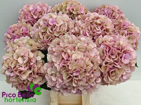 Hydrangea my beautiful vienna classic