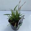 Carex morrowii Ice Dance