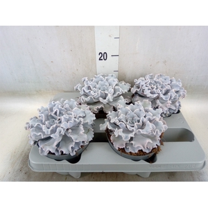 Echeveria   ...