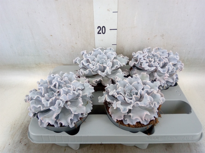 <h4>Echeveria   ...</h4>