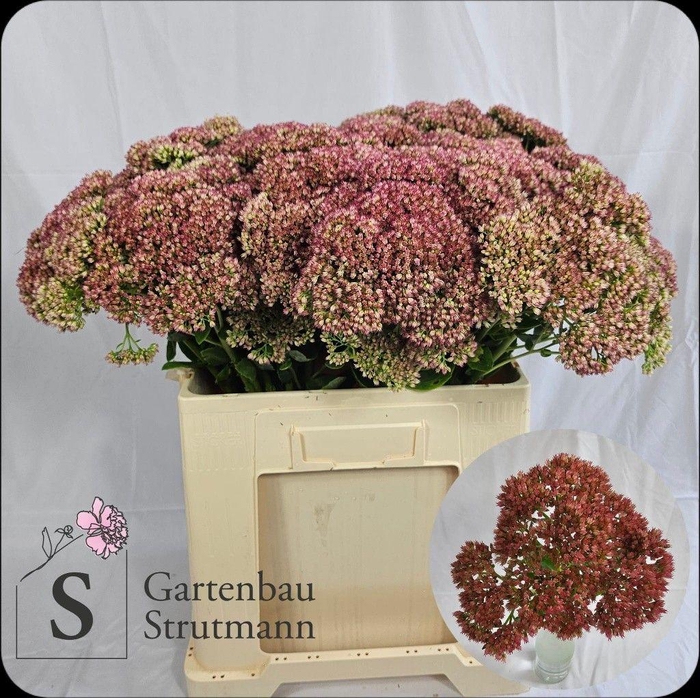 <h4>Sedum Spectabile</h4>