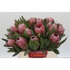 Protea Pink Ice