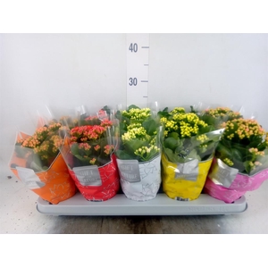 Kalanchoe blos. 'Perfecta'  ..mix 5