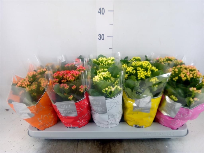 <h4>Kalanchoe blos. 'Perfecta'  ..mix 5</h4>