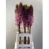 EUCOMIS EUCOMIS PINK GIN 90CM