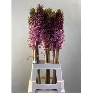 EUCOMIS EUCOMIS PINK GIN 80CM
