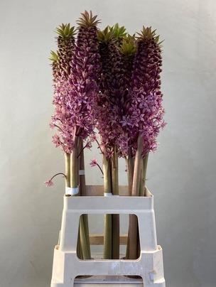 <h4>EUCOMIS EUCOMIS PINK GIN 80CM</h4>