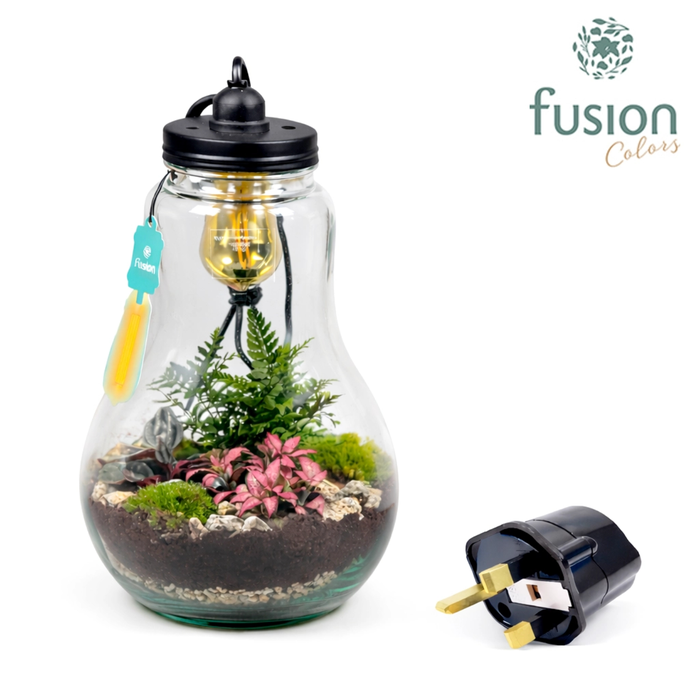 <h4>Glas Terrarium XXL helder met verlichting met Groene Planten en Engelse stekker</h4>