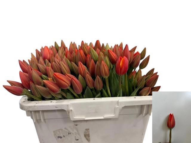 <h4>TU EN AD REM</h4>