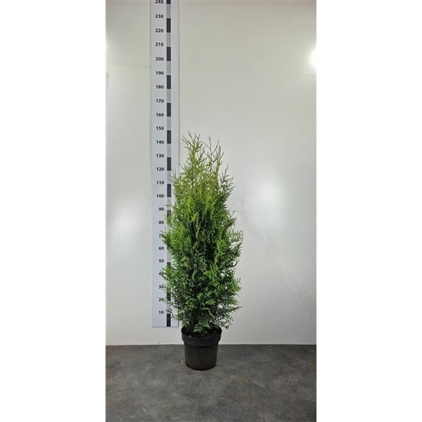 <h4>Thuja occ. 'Brabant'</h4>