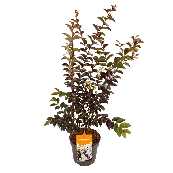 <h4>Lagerstroemia 'Lunar Magic'</h4>