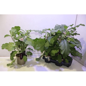 Aubergine Planten