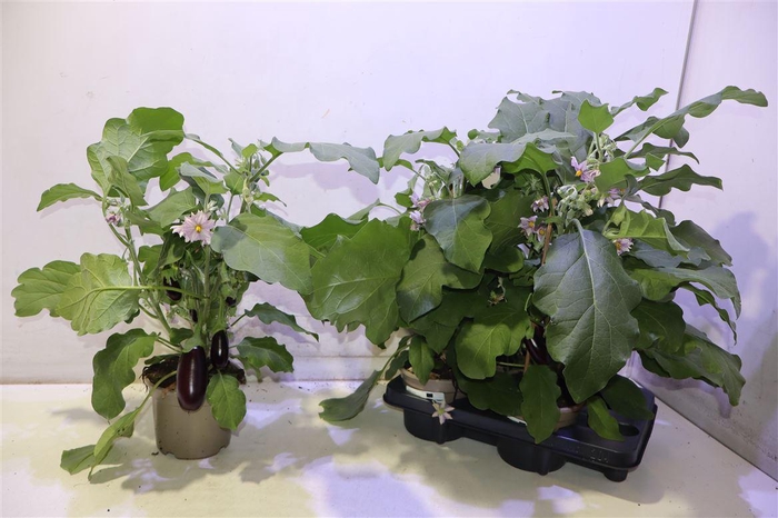<h4>Aubergine Planten</h4>