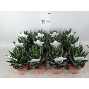 Aloe aristata 'Tiki Tahi'