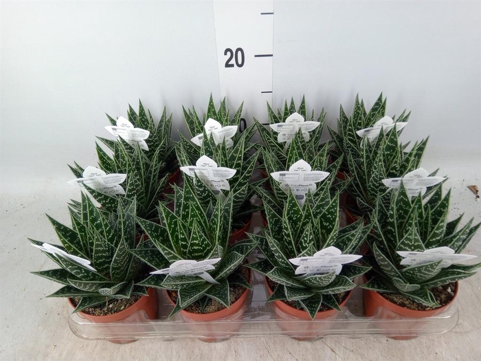 <h4>Aloe aristata 'Tiki Tahi'</h4>