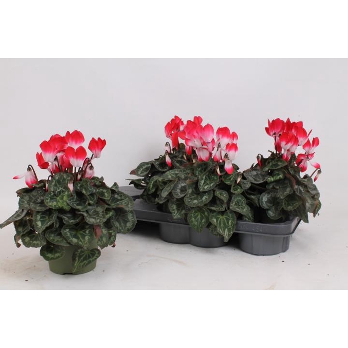 <h4>CYCL MD INDIAKA</h4>