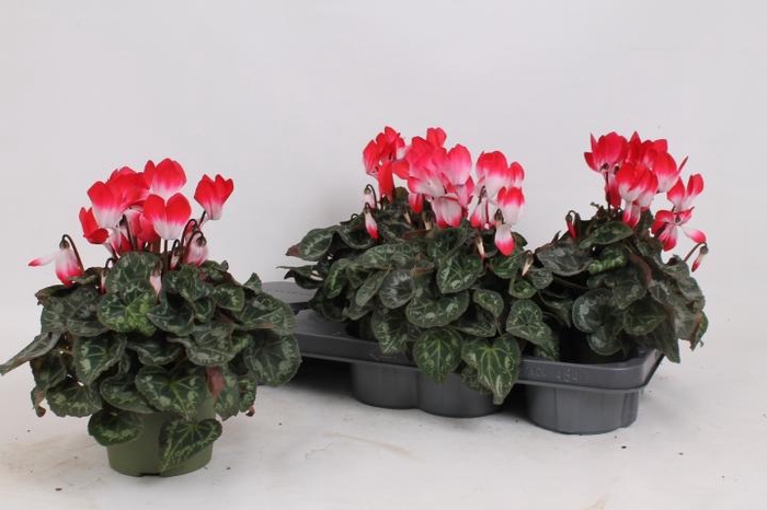 <h4>CYCL MD INDIAKA</h4>