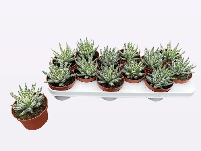 <h4>ALOE HUMILIS</h4>